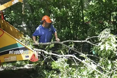 tree services South Yarmouth